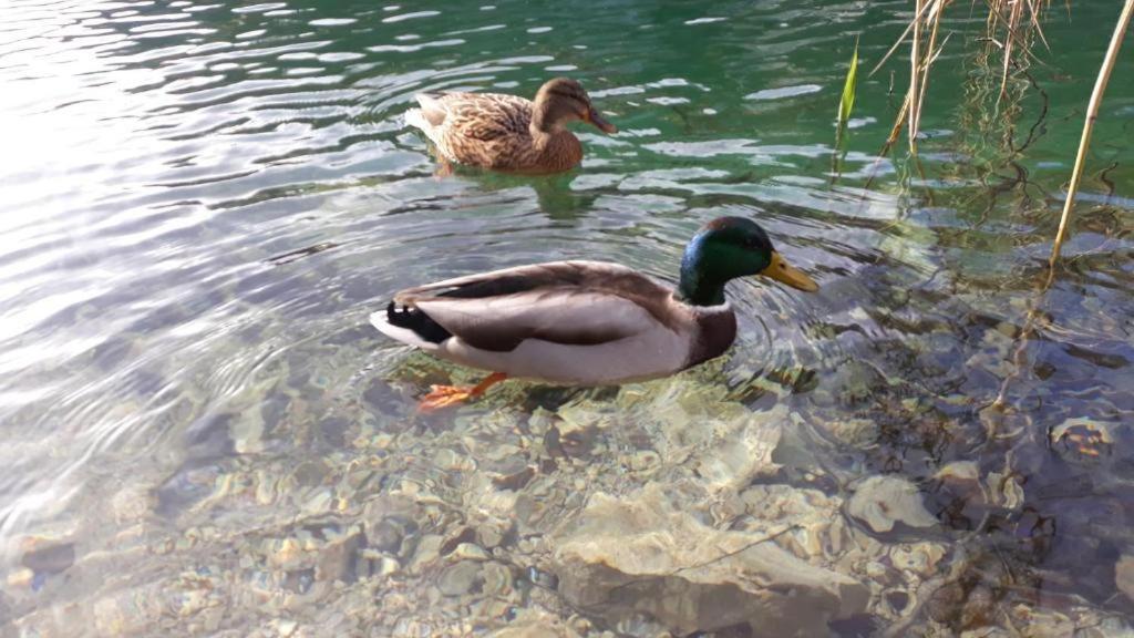 Apartman Black River Plitvička Jezera Εξωτερικό φωτογραφία